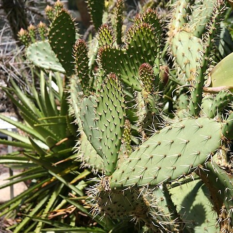 Opuntia orbiculata unspecified picture