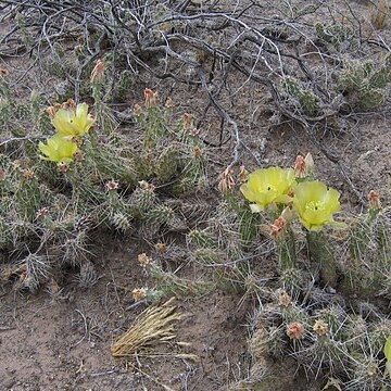 Opuntia arenaria unspecified picture