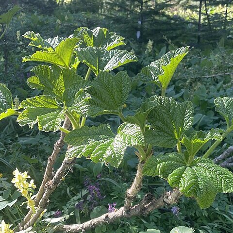 Oplopanax elatus unspecified picture