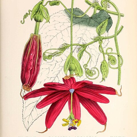 Passiflora insignis unspecified picture