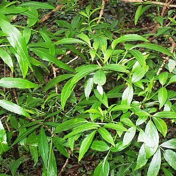 Sambucus australasica unspecified picture