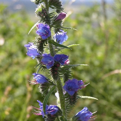 Echium unspecified picture