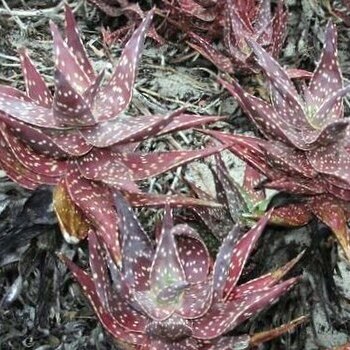 Aloe arenicola unspecified picture