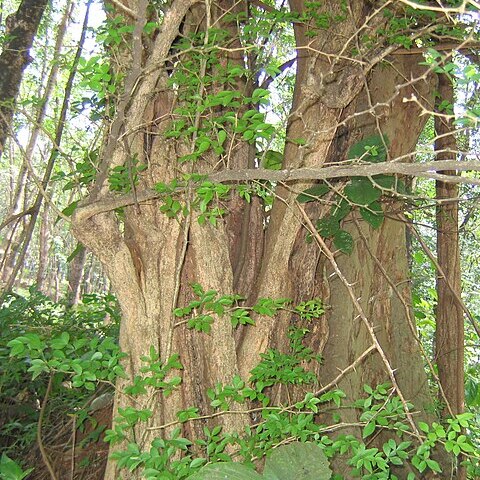 Zanthoxylum armatum unspecified picture