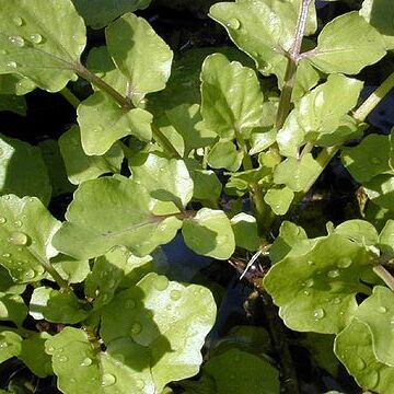 Nasturtium unspecified picture