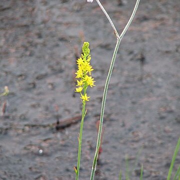 Narthecium americanum unspecified picture