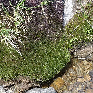 Nardia compressa unspecified picture