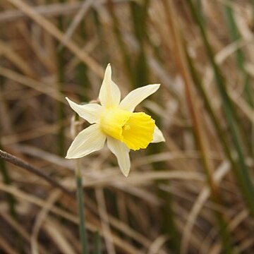 Narcissus nevadensis unspecified picture