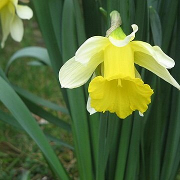 Narcissus pseudonarcissus subsp. nobilis unspecified picture