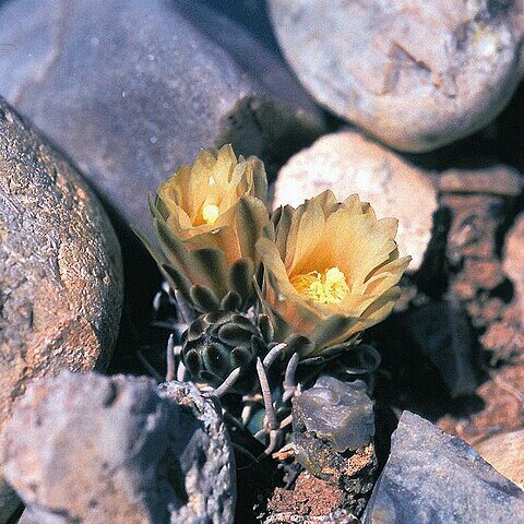 Pediocactus peeblesianus unspecified picture