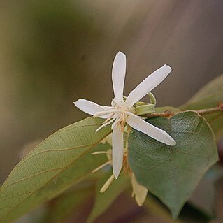 Pterospermum suberifolium unspecified picture