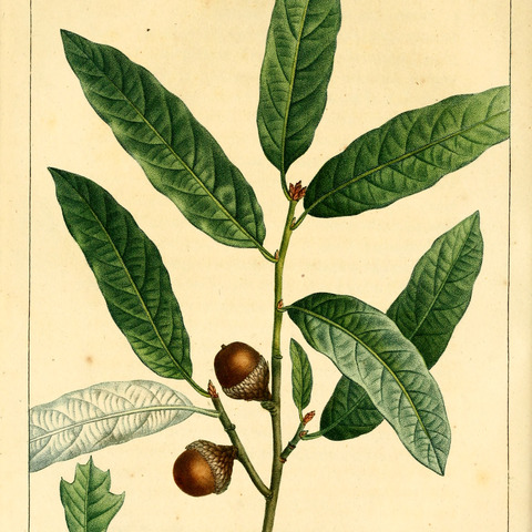 Quercus incana unspecified picture