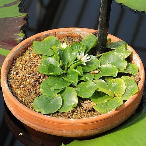 Nymphaea thermarum unspecified picture