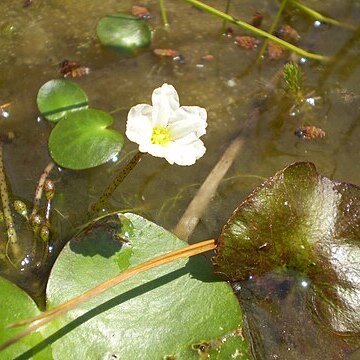 Nymphoides aquatica unspecified picture