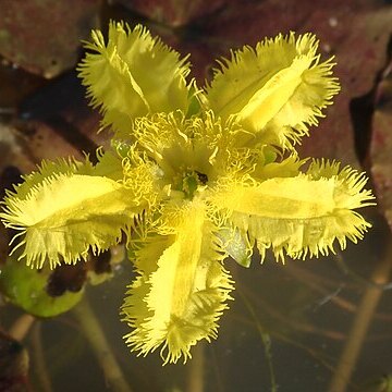 Nymphoides crenata unspecified picture