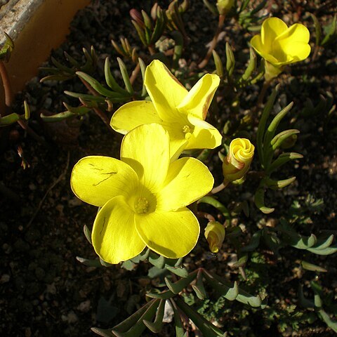 Oxalis flava unspecified picture