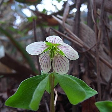 Oxalis obtriangulata unspecified picture