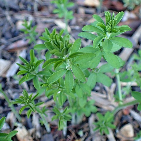 Oxalis hirta unspecified picture