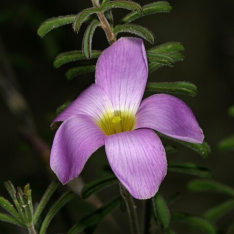 Oxalis hirta unspecified picture