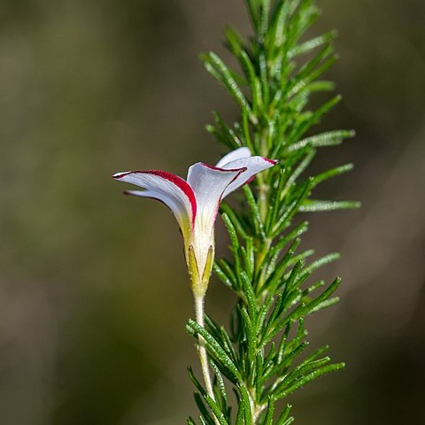 Oxalis tenuifolia unspecified picture