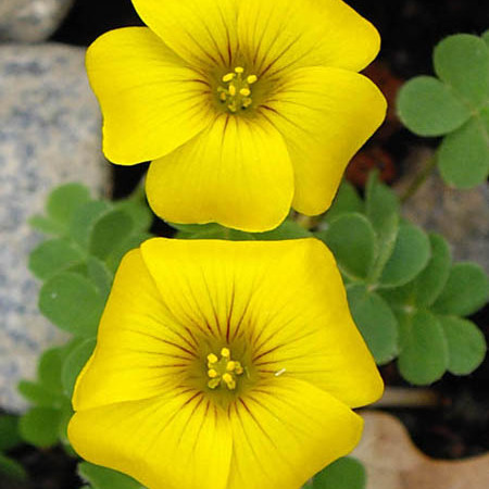 Oxalis perdicaria unspecified picture