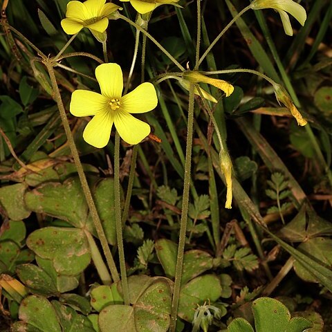 Oxalis compressa unspecified picture