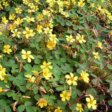 Oxalis spiralis unspecified picture