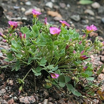 Oxalis squamata unspecified picture