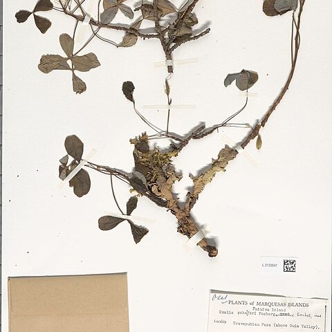 Oxalis schaeferi unspecified picture