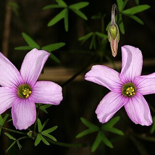 Oxalis bifida unspecified picture