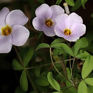 Oxalis ciliaris unspecified picture