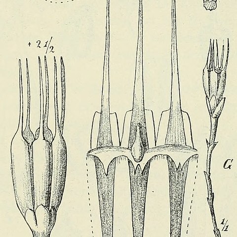 Oxygyne triandra unspecified picture