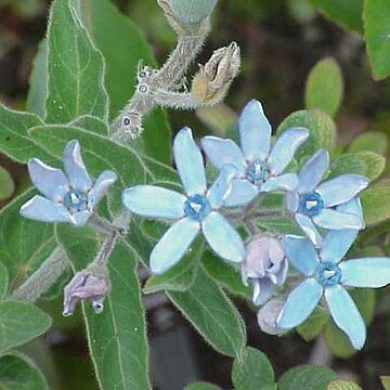 Oxypetalum coeruleum unspecified picture