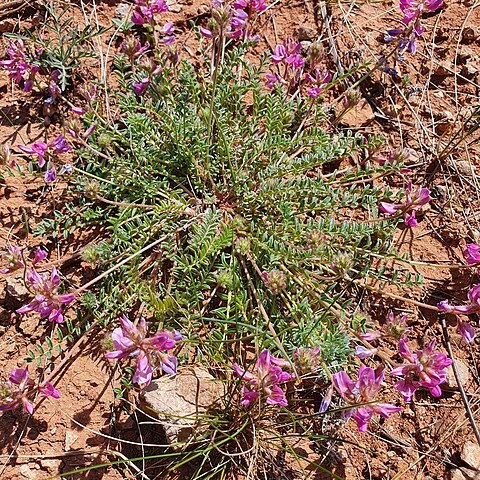 Oxytropis floribunda unspecified picture