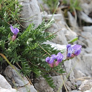 Oxytropis prenja unspecified picture