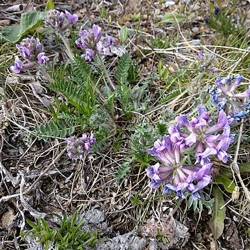 Oxytropis ambigua unspecified picture