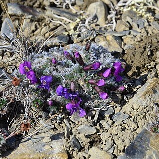 Oxytropis uniflora unspecified picture