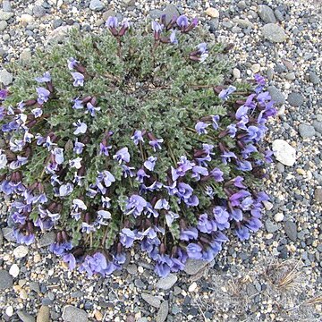 Oxytropis czukotica unspecified picture