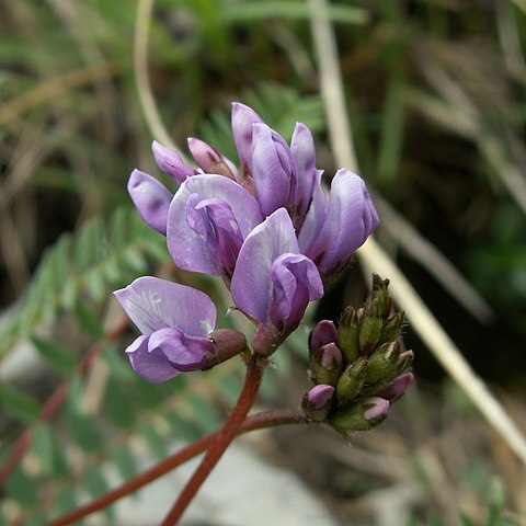 Oxytropis unspecified picture