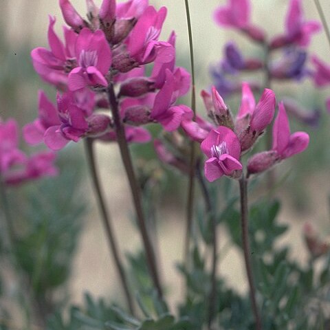 Oxytropis kobukensis unspecified picture