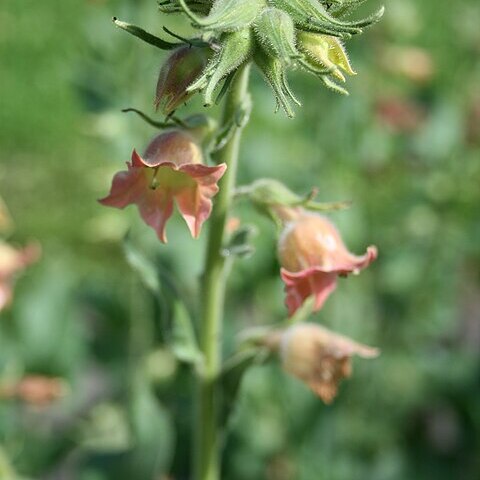 Nicotiana glutinosa unspecified picture