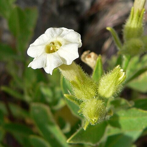 Nicotiana obtusifolia unspecified picture