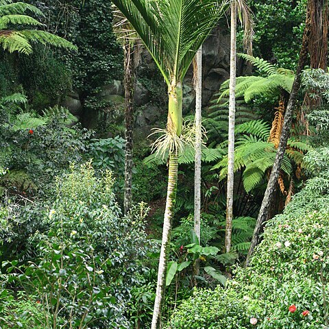 Rhopalostylis sapida unspecified picture