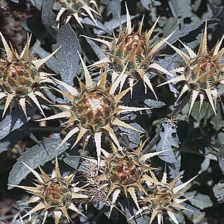 Cynara auranitica unspecified picture