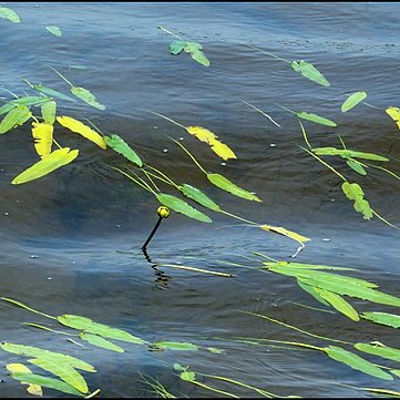 Nuphar sagittifolia unspecified picture