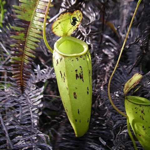 Nepenthes x trichocarpa unspecified picture