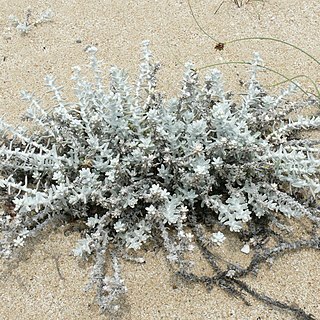 Achillea maritima subsp. maritima unspecified picture