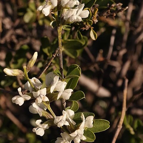 Otholobium hamatum unspecified picture