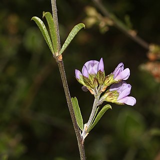 Otholobium rubicundum unspecified picture