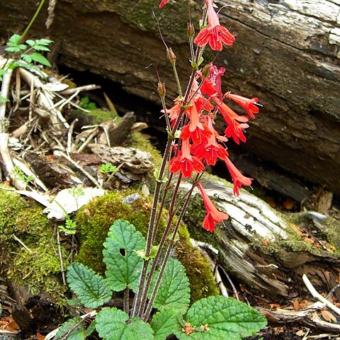 Ourisia coccinea unspecified picture